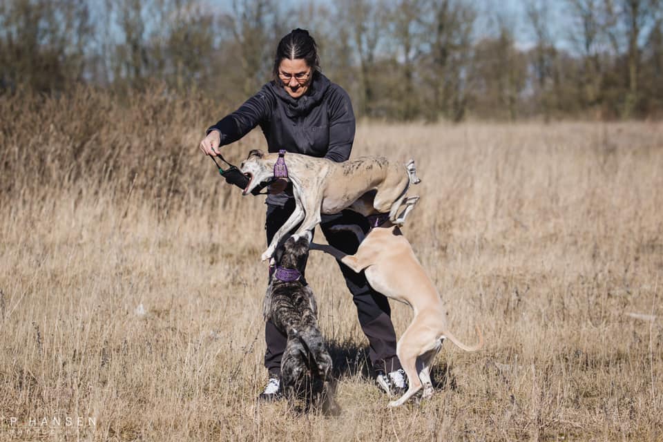 Whippet, opdræt, whippethvalpe